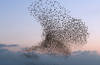Murmuration of starlings by Christopher Stevens, Brighton