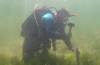 Diver studying seagrass pic