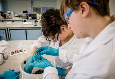 Ecology students shifting through soil samples